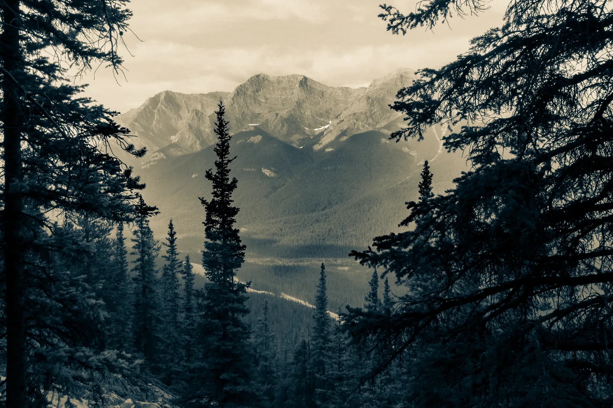 Desaturated pine forest landscape